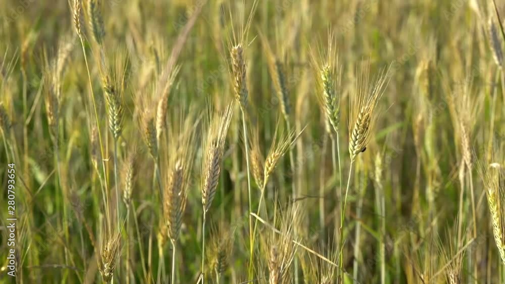 Spikelets of Golden wheat swaying in the light wind on a summer day in the field. Spikelets of Golden wheat swaying in the light wind on a summer day in the field.