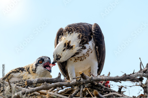 A majestic osprey (Pandion haliaetus) in the nest eating a fish and feeding its chick with fish