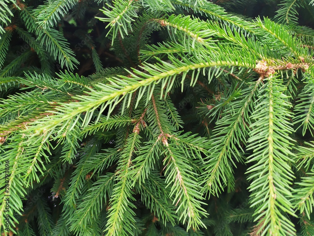 Closeup photo of the green pine tree  background