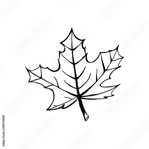 Black outline of one maple leaf isolated on white background. Hand drawn vector illustration.