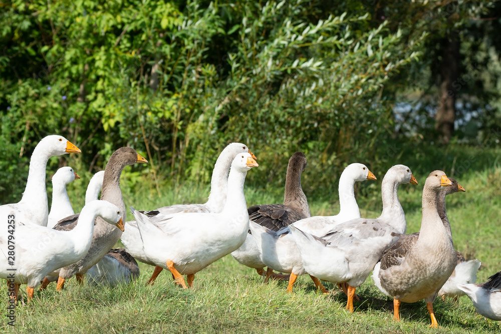 goose on grass goose on grass
