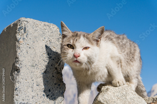 A stray cute white and grey cat from the mountains of Karakorum. 