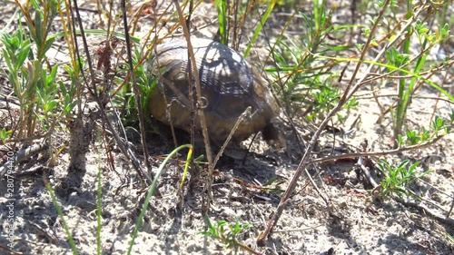 Baby gopher tortoise sitting on a sand dune