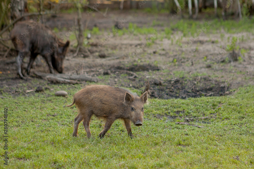Family Group of Wart Hogs Grazing Eating Grass Food Together. Family Group of Wart Hogs Grazing Eating Grass Food Together.