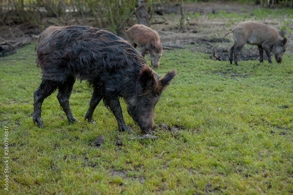 Family Group of Wart Hogs Grazing Eating Grass Food Together. Family Group of Wart Hogs Grazing Eating Grass Food Together.