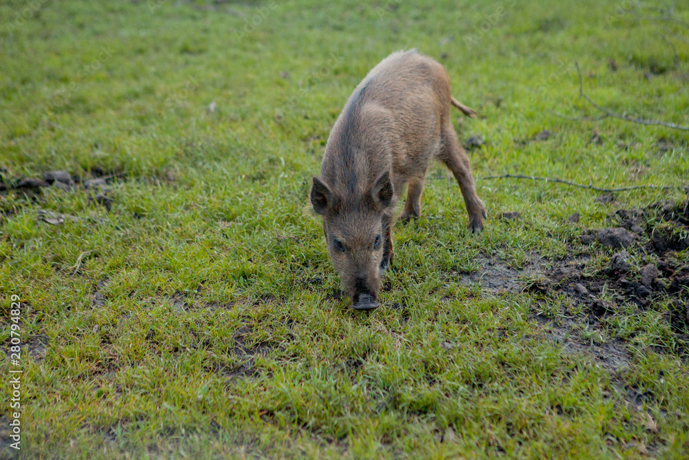 Wild small pig contentedly grazing on grass Wild small pig contentedly grazing on grass