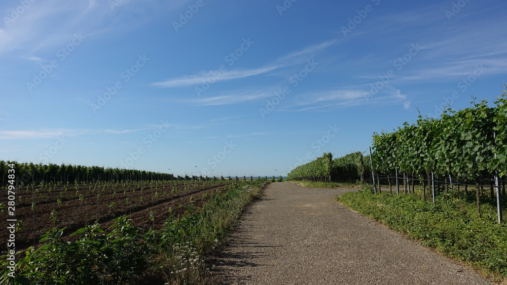 Obraz premium Weinberg