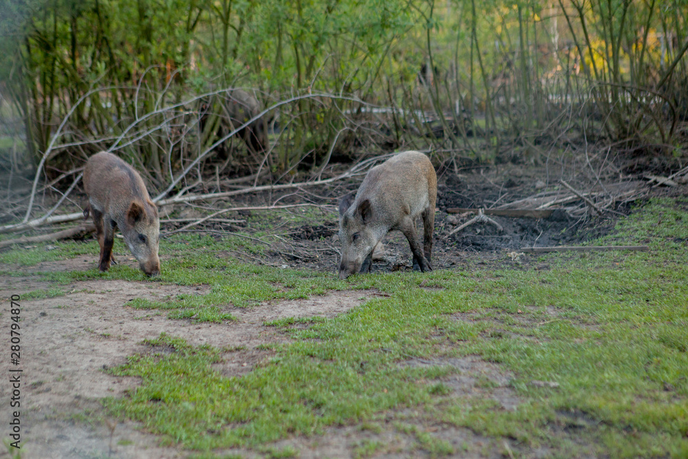 Family Group of Wart Hogs Grazing Eating Grass Food Together. Family Group of Wart Hogs Grazing Eating Grass Food Together.