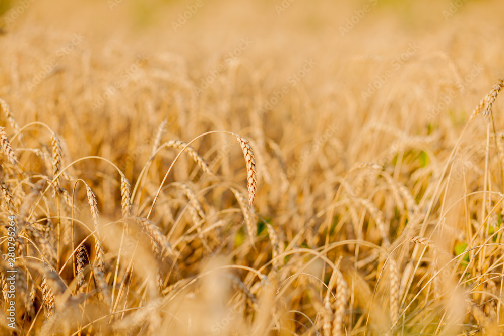 Fototapeta premium Fields of wheat at the end of summer fully ripe