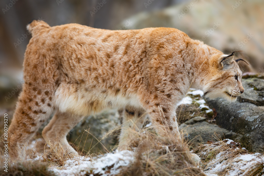 Large eurasian lynx walks in cold winter landscape Large eurasian lynx walks in cold winter landscape