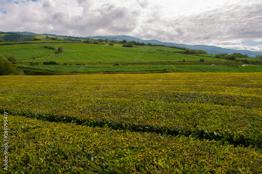 Tea plantation field in Azores