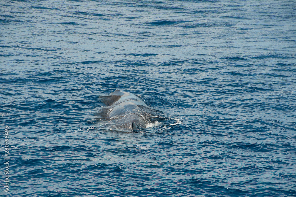 Fototapeta premium Whale watching in the Atlantic Ocean