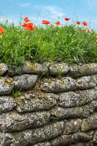 Diksmuide, Flanders, Belgium -  June 19, 2019: Historic WW1 Trenches, called Dodengang along IJzer River, shows gray-brown stone-hard sandbags, green grass, red poppies and blue sky. photo