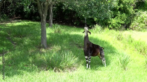 Okapi eating leaves off tree using it's long tongue.  photo