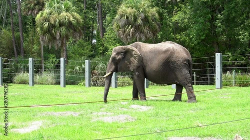 Large African elephant in captivity eating hay.