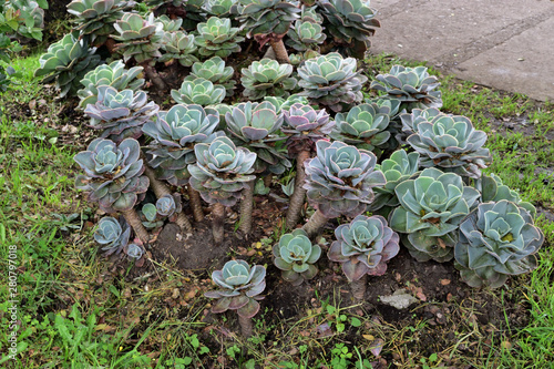 cabbage in the garden