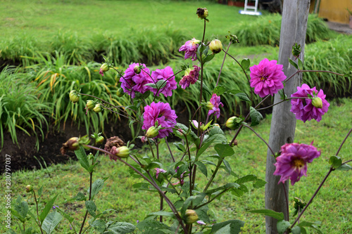 flowers in the garden at morning