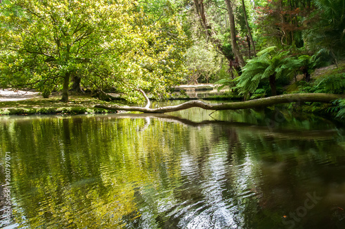 Terra Nostra Park in the Azores is a large botanical garden with a huge variety of plants and trees and with lakes, streams and a pool of volcanic origin.
