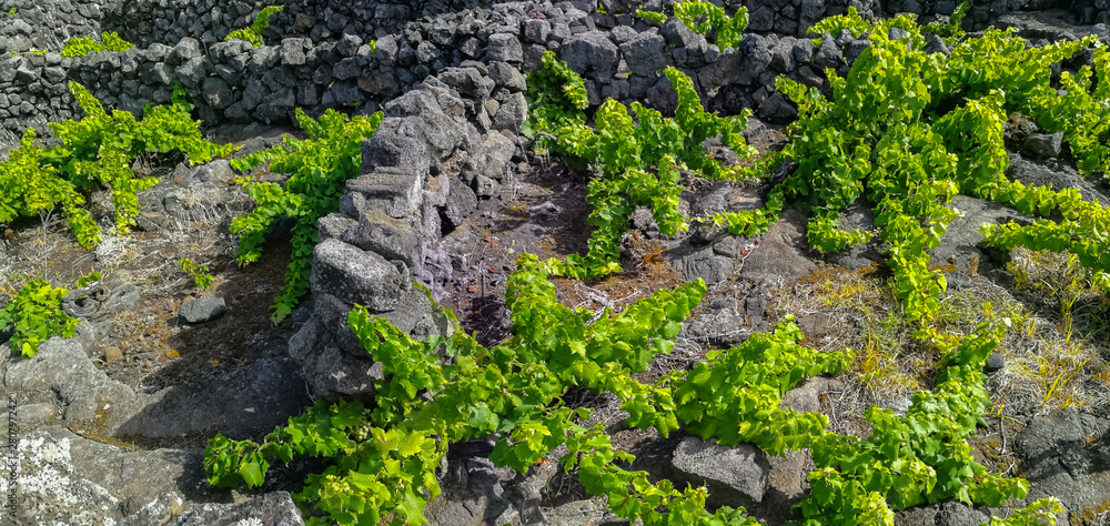 Obraz premium Traditional vineyards in Pico Island, Azores. The vineyards are among stone walls, called the 