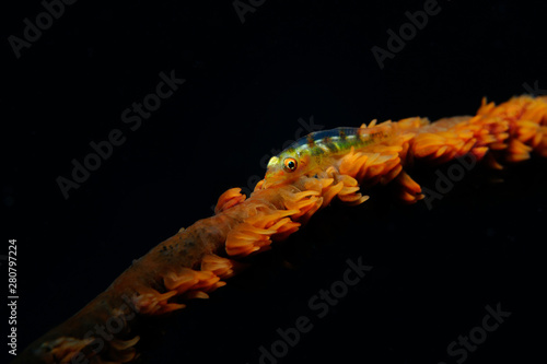 Goby on a whip coral