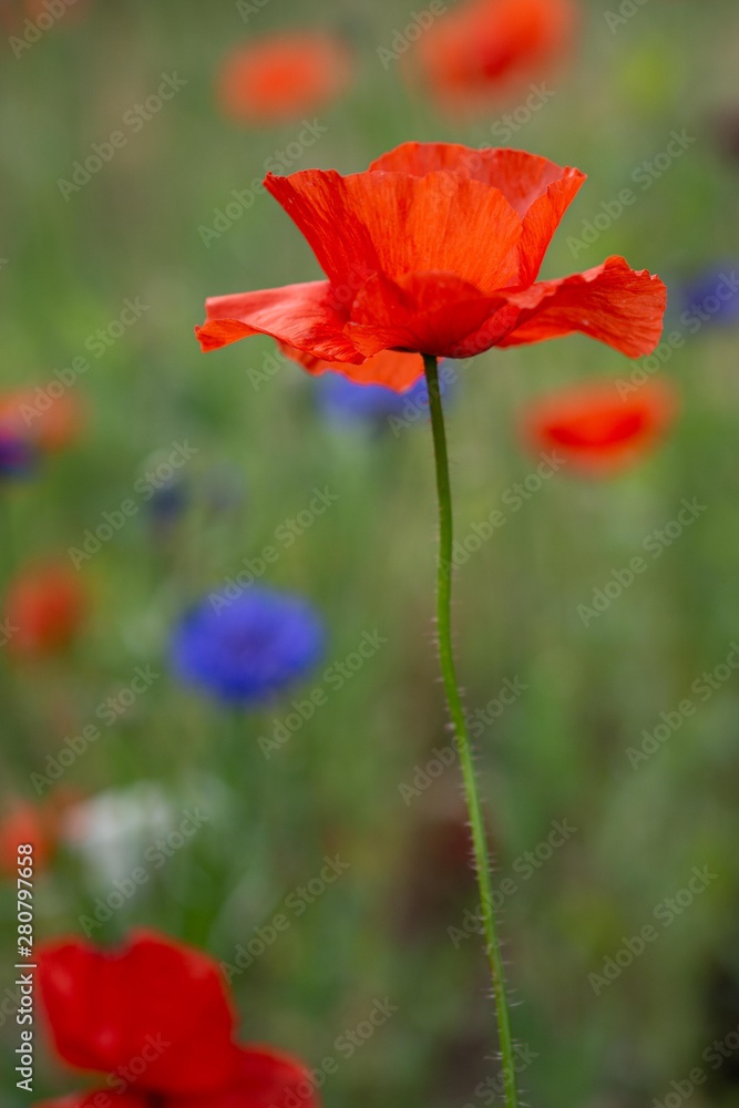 Isolated red poppy in a field of flowers