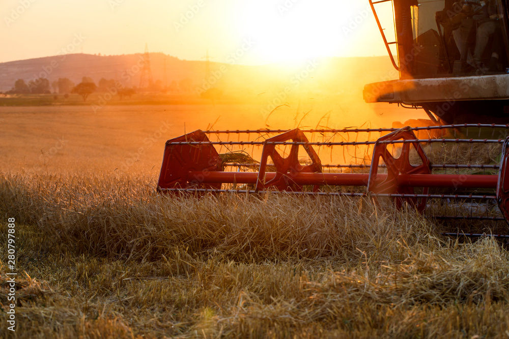 Fototapeta premium Harvested wheat field at sunset