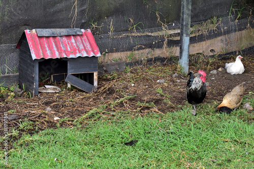 Rooster and chicken in the corral