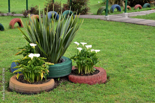 flowers in the garden at school