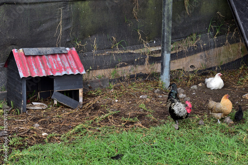Rooster and chicken in the farm
