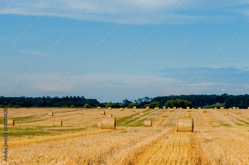 Yellow golden straw bales of hay in the stubble field, agricultural field under a blue sky with clouds. Straw on the meadow. Countryside natural landscape. Grain crop, harvesting.