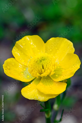 Wilder Hahnenfuß (Ranunculus) im Nationalpark Prespa, Griechenland - buttercup on Mt. Varnous in Prespa National Park  photo