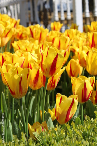 field of yellow tulips