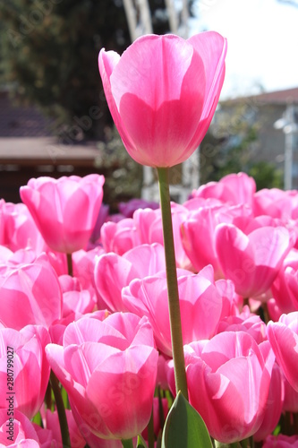 Pink Flowers in garden