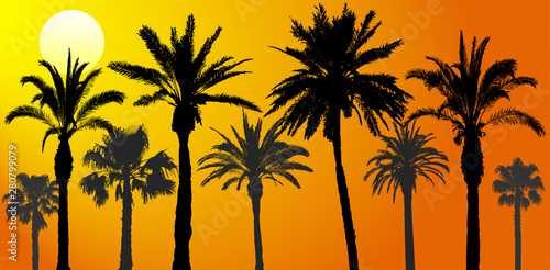Silhouettes of palm trees at sunrise, vector illustration