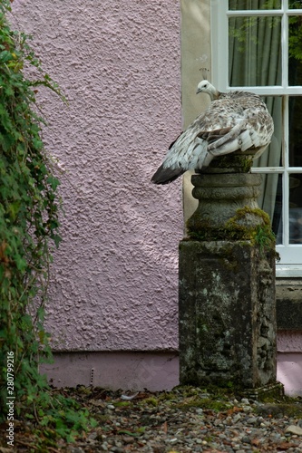 A big bird acting like a statue photo