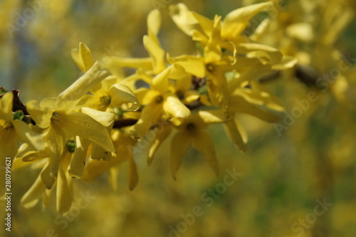 small yellow flowers on a branch in the spring in the summer
