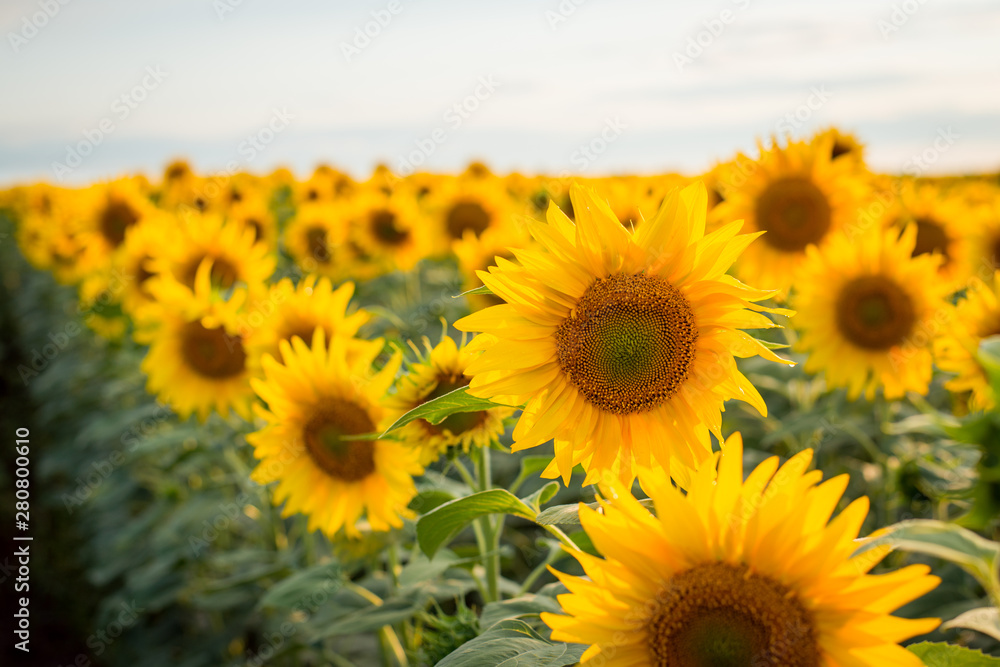 Bright yellow sunflowers blooming in endless field in the evening