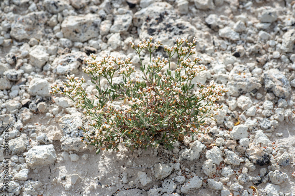 USA, Nevada, Nye County, Kirch Wildlife Management Area. Simpson's buckwheat (Eriogonum microthecum var. simpsonii) is a diminutive subshrub variety of slender wild buckwheat native to the Western US. USA, Nevada, Nye County, Kirch Wildlife Management Area. Simpson's buckwheat (Eriogonum microthecum var. simpsonii) is a diminutive subshrub variety of slender wild buckwheat native to the Western US.