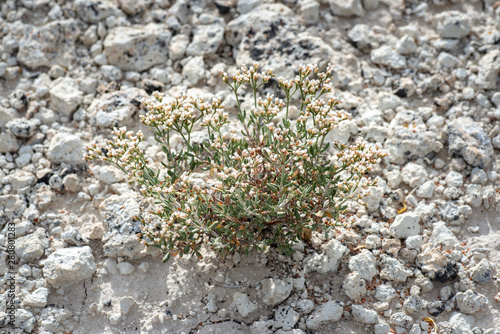 Foto USA, Nevada, Nye County, Kirch Wildlife Management Area