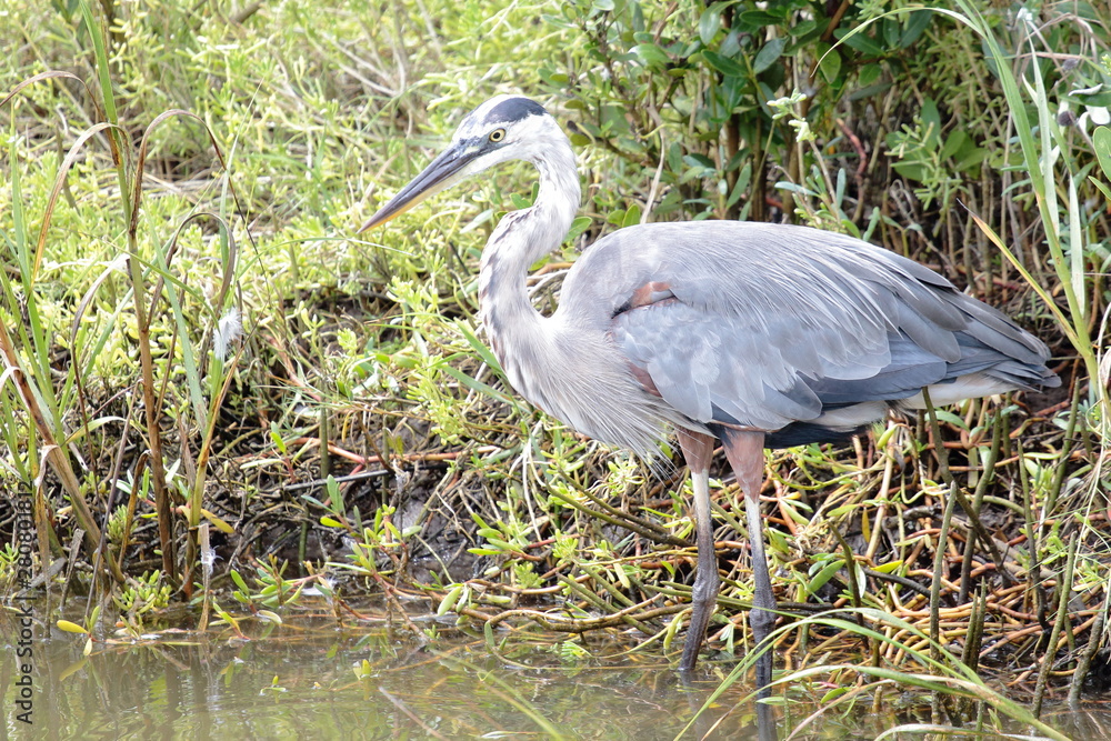 Fototapeta premium great blue heron