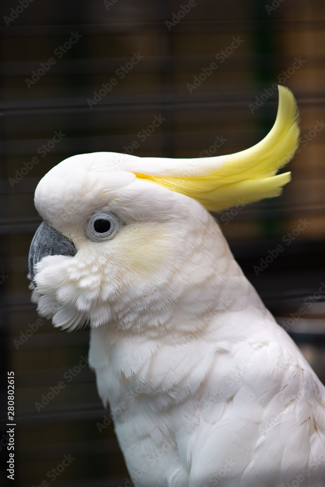 White cockatoo close up portrait birds nature zoo White cockatoo close up portrait birds nature zoo