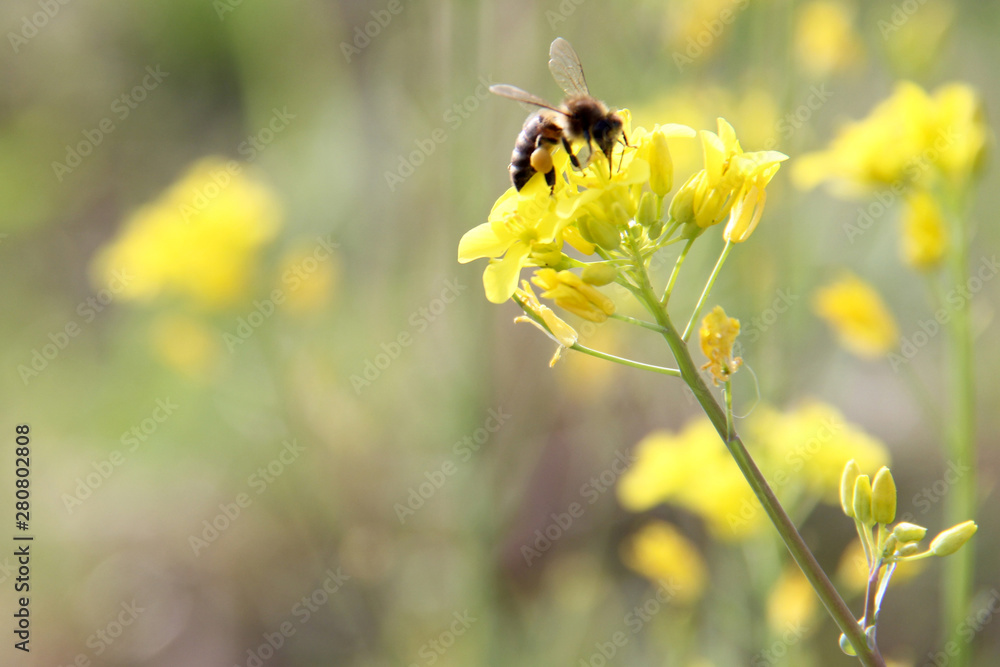 abeja y flor abeja y flor