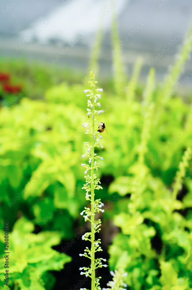 Bee and Coleus Plectranthus (Solenostemon scutellarioides)