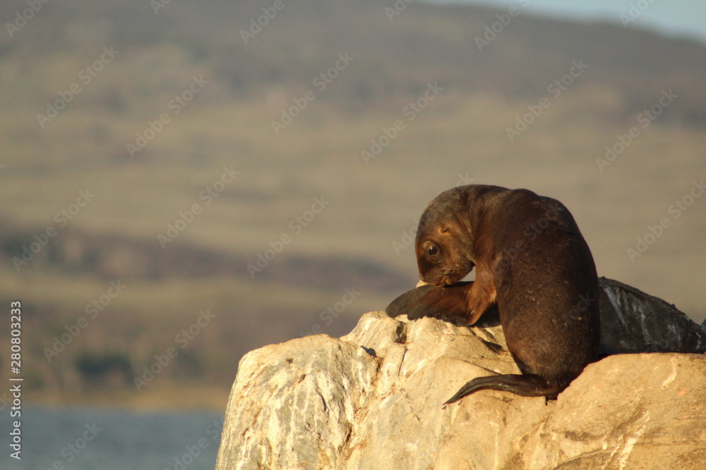 baby sea lion, Canal Beagle, Ushuaia