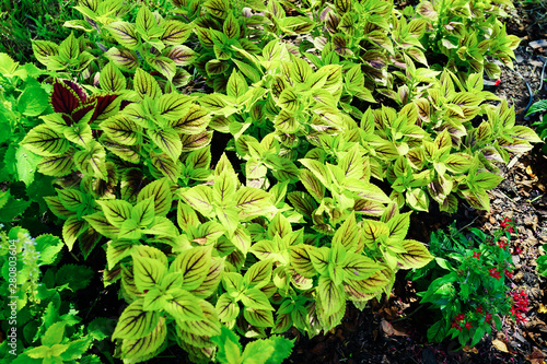 Beautiful leaves with white flowers of Coleus (Solenostemon scutellarioides). Plectranthus, known as coleus