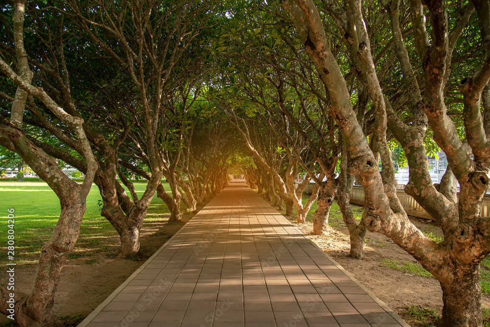 Natural Scene background of Tunnel of dry Plumeria Tree or Frangipani tree with walking way at Nan province , off asiaThailand Natural Scene background of Tunnel of dry Plumeria Tree or Frangipani tree with walking way at Nan province , off asiaThailand