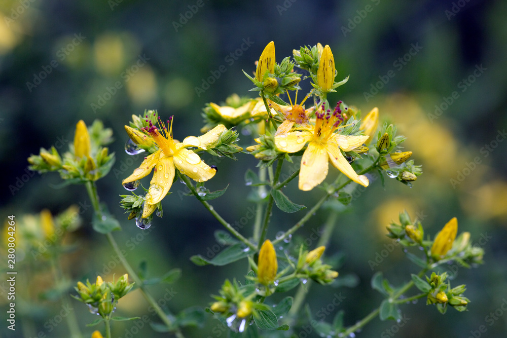 Obraz premium Johanniskraut - Hypericum perforatum