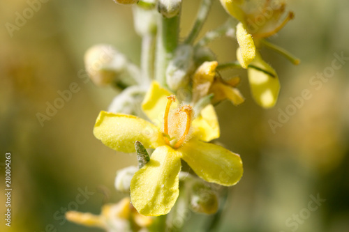 Pracht- Königskerze (Verbascum speciosum)