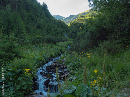 Fototapeta Naklejka Na Ścianę i Meble -  Beautiful mountain stream cascade flows between lush green fern leaves and yellow flowers, spruce tree forest and green moutain peaks in background. Western Tatras mountains, Rohace Slovakia, summer