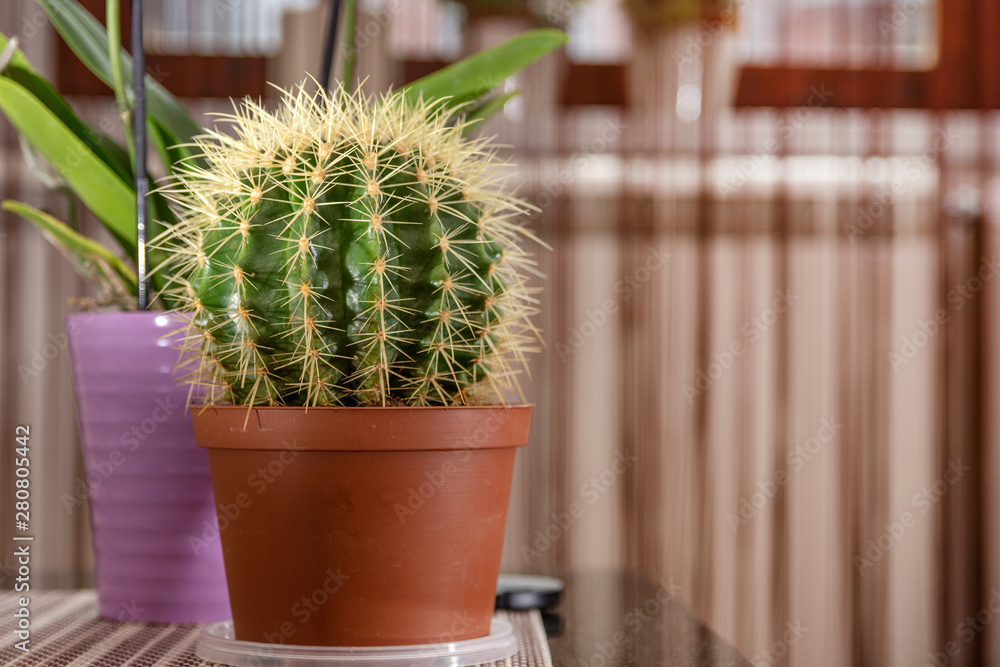 Beautiful home cactus in the pot on desk in house room and blurred background. Home decoration concept. Close up, selective focus Beautiful home cactus in the pot on desk in house room and blurred background. Home decoration concept. Close up, selective focus